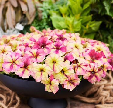 Petūnija 'Strawberry Shake' (pieejams no jūnija)